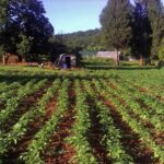Zimbabwe Farm Project, Sugar Beans